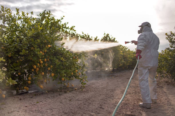 Best Wasp Removal Services  in Parkers Prairie, MN