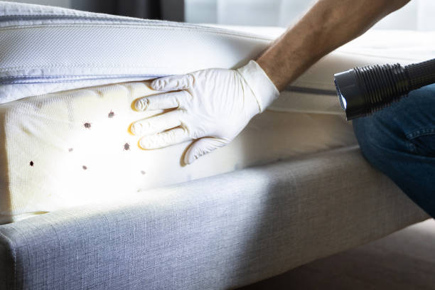 Best Ant Control Services  in Parkers Prairie, MN