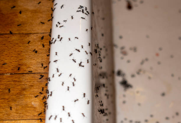 Best Residential Pest Control  in Parkers Prairie, MN