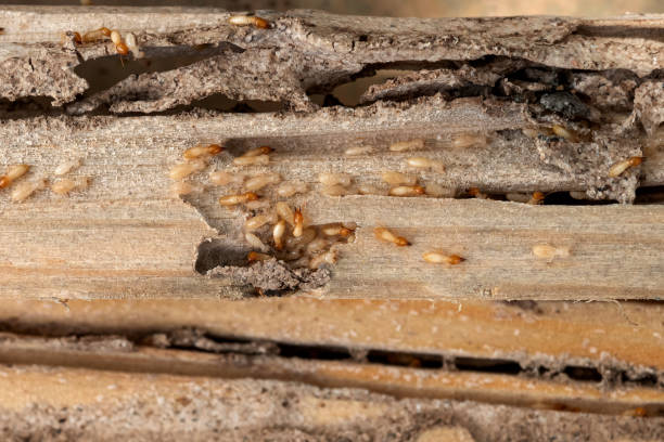 Best Spider Control Near Me  in Parkers Prairie, MN
